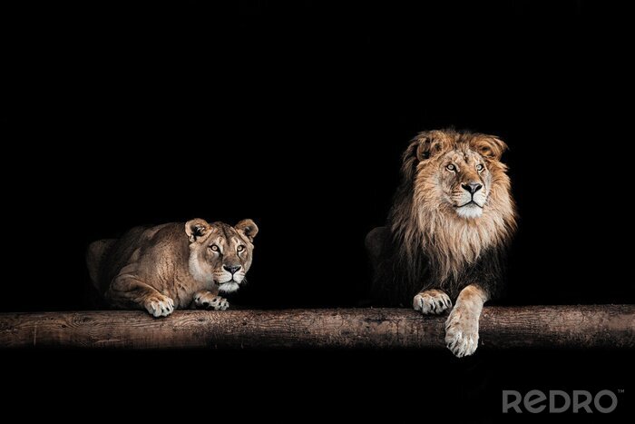 Bild Löwe Löwin auf schwarzem Hintergrund