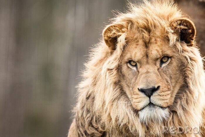 Bild Löwe starrt in die Ferne