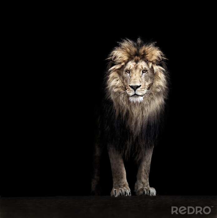 Bild Löwe und Schwarz