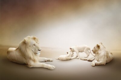Bild Löwenfamilie