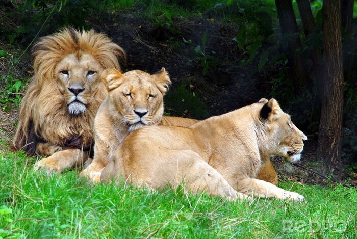 Bild Löwenfamilie im Gras