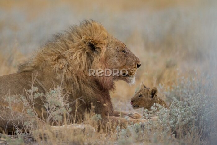Bild Löwenfamilie im Grünen