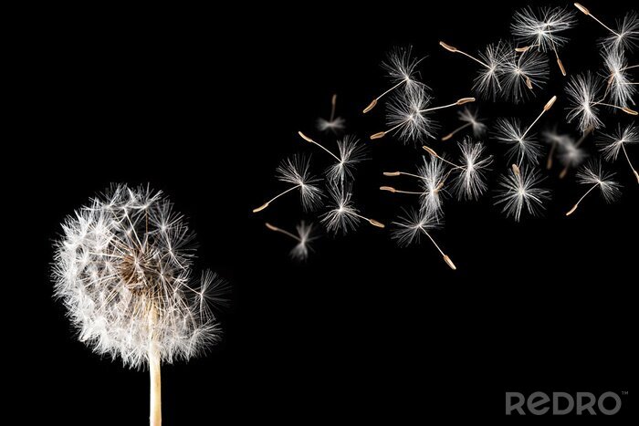 Bild Löwenzahn auf schwarzem Hintergrund.