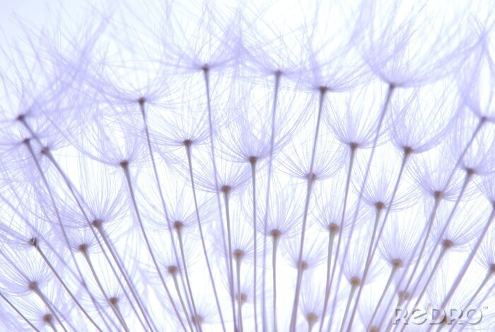 Bild Löwenzahnsamen in Blautönen