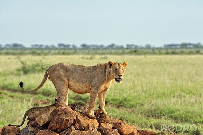 Bild Löwin auf den Felsen stehend