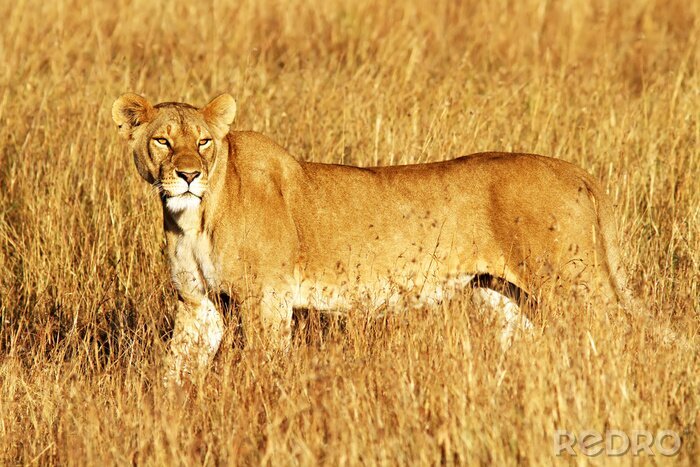 Bild Löwin im wilden Gras