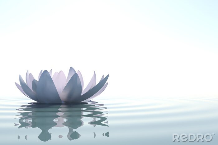 Bild Lotus auf Wasser