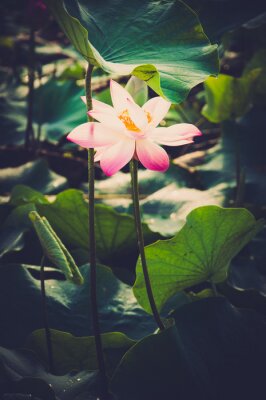 Bild Lotusblume auf dem Wasser