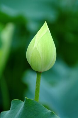 Bild Lotusblume auf grünem Hintergrund