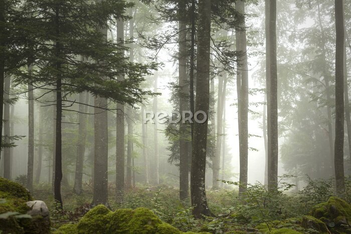 Bild Lovely nebeligen Wald Baum Landschaft