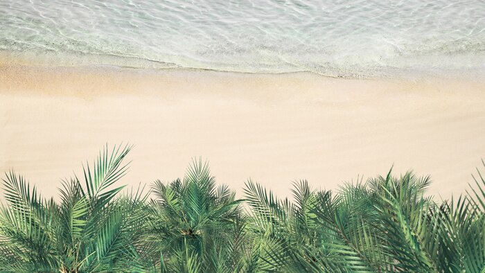 Bild Luftaufnahme der Palmen an der Küstenlinie