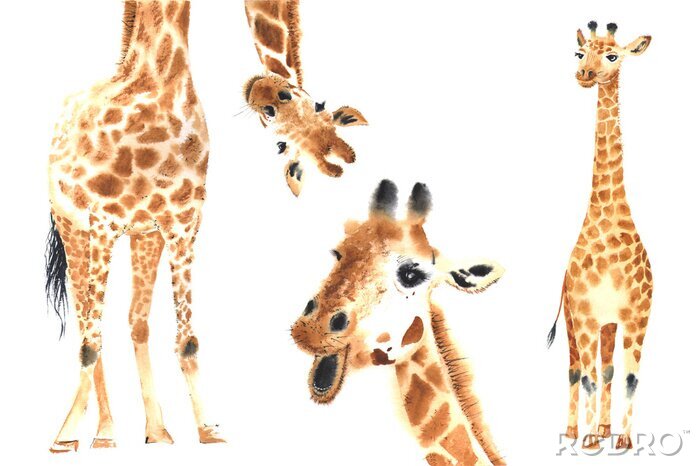 Bild Lustige Giraffen