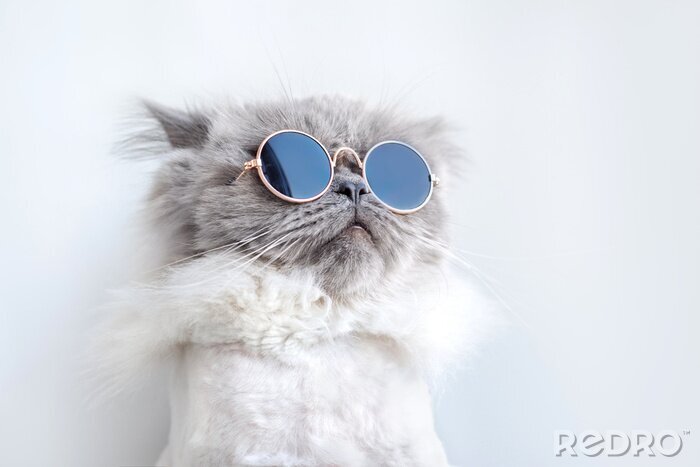 Bild Lustige Katze mit Brille
