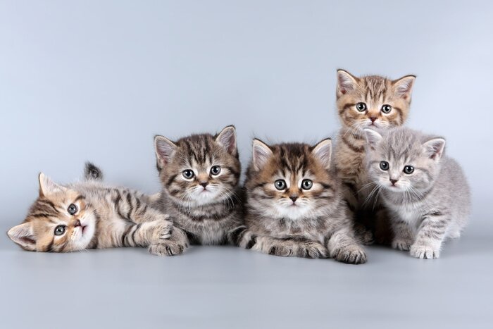 Bild Lustige Katzen klein