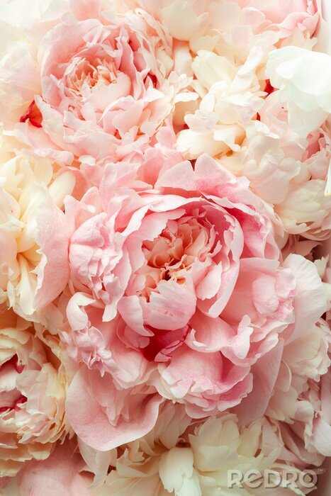 Bild Märchenhafte Pfingstrosen voller Zartheit