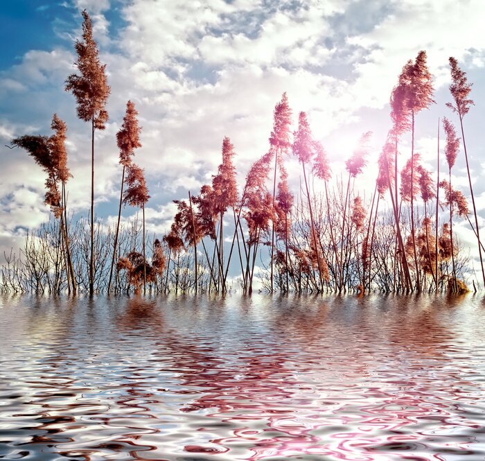 Bild Magie der Natur