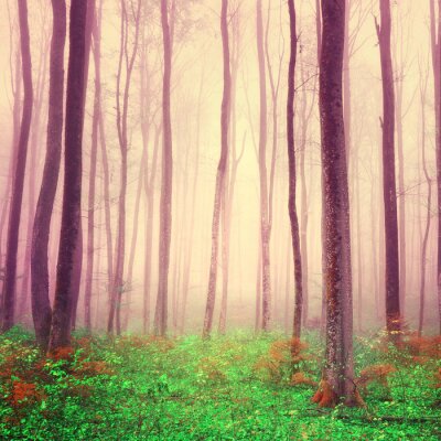 Magischer Fantasy Wald