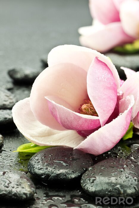 Bild Magnolia z kamieniami tun spa