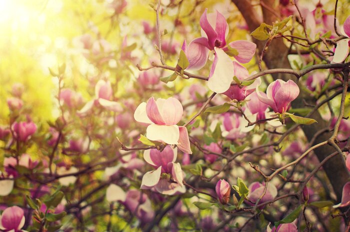 Bild Magnolie auf dem Baum