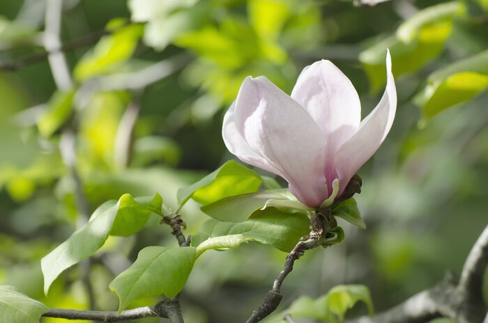 Bild Magnolie auf einem Hintergrund aus Blättern