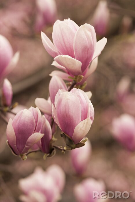 Bild Magnolie auf einem Retro-Foto