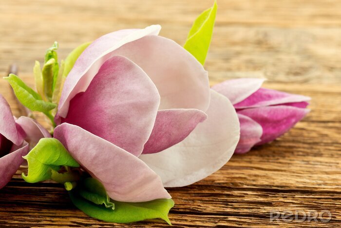 Bild Magnolie auf Holz