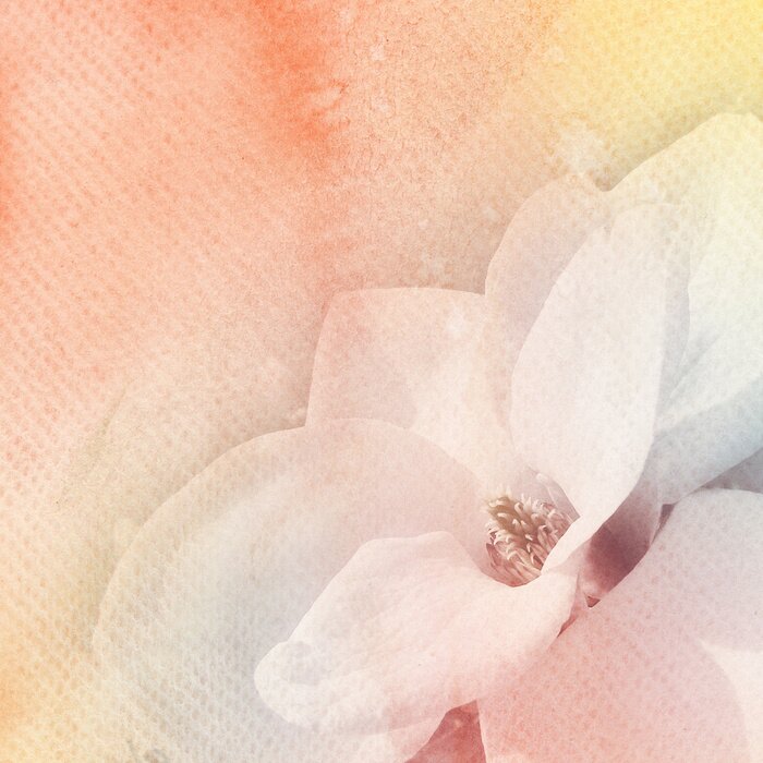 Bild Magnolie auf Retro-Muster