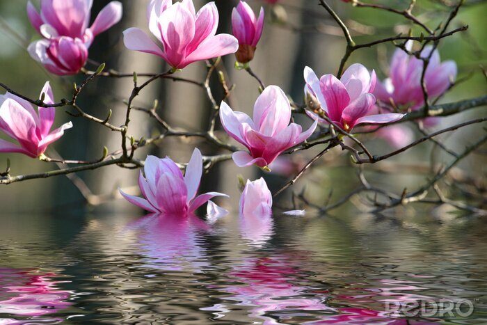 Bild Magnolie in Blüte am Wasser