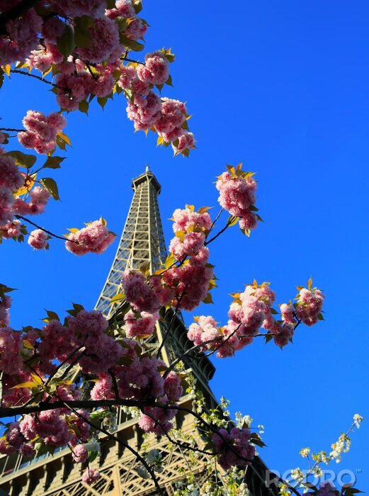 Bild Magnolie in Paris
