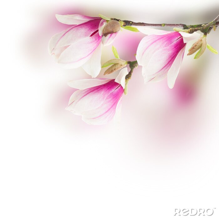 Bild Magnolie in Rosa und Weiß