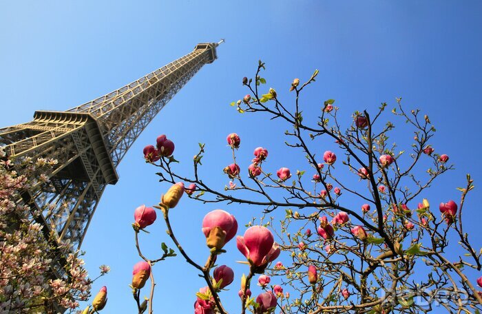 Bild Magnolie und Eiffelturm
