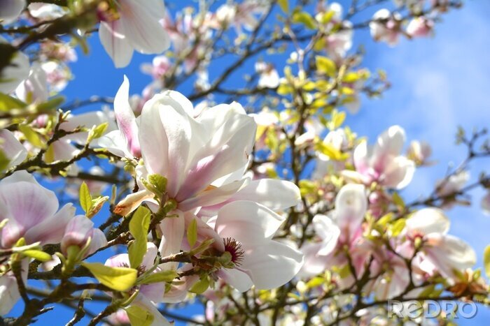 Bild Magnolien in der Sonne