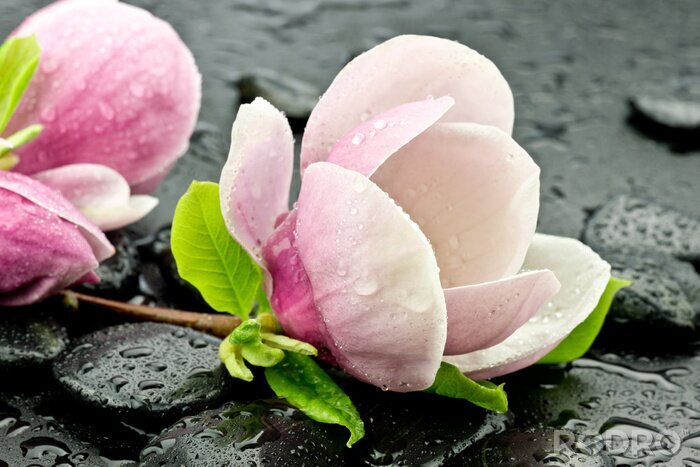 Bild Magnolien und SPA-Steine