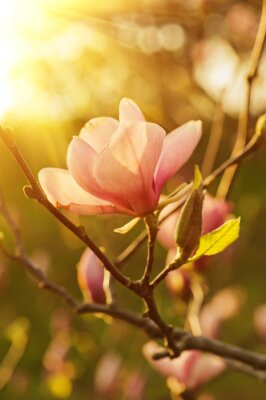 Magnolien von der Sonne beleuchtet