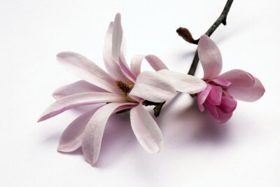 Bild Magnolienblüten auf weißem Hintergrund