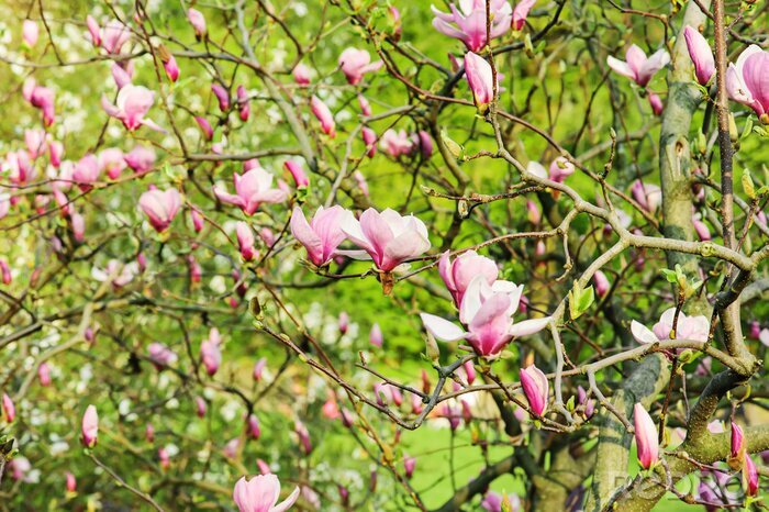Bild Magnolienflocken mit Garten im Hintergrund