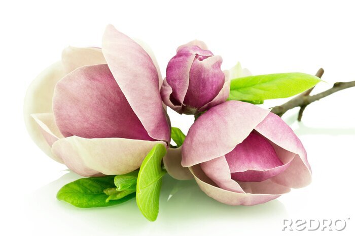 Bild Magnolienknospen auf weißem Hintergrund