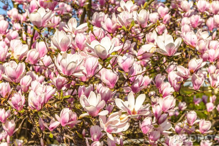 Bild Magnolienstrauch in der Sonne