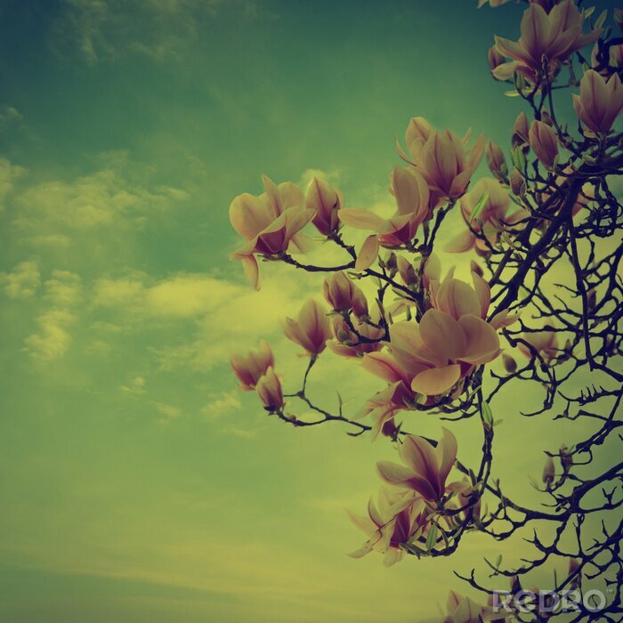 Bild Magnolienzweige im Retro-Stil