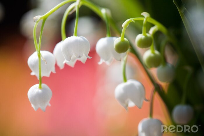 Bild Maiglöckchen und Natur