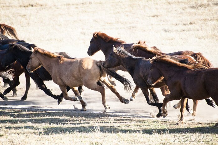 Bild Majestätische Pferde im Galopp