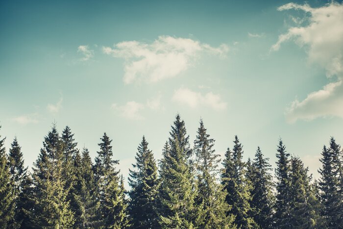 Bild Majestätischer Wald in Bergtal. Dramatische und malerische Morgenszene. Weinlese toning Effekt. Karpaten, Ukraine, Europa. Beauty worldmountain Landschaft auf dem Hintergrund des blauen Himmels