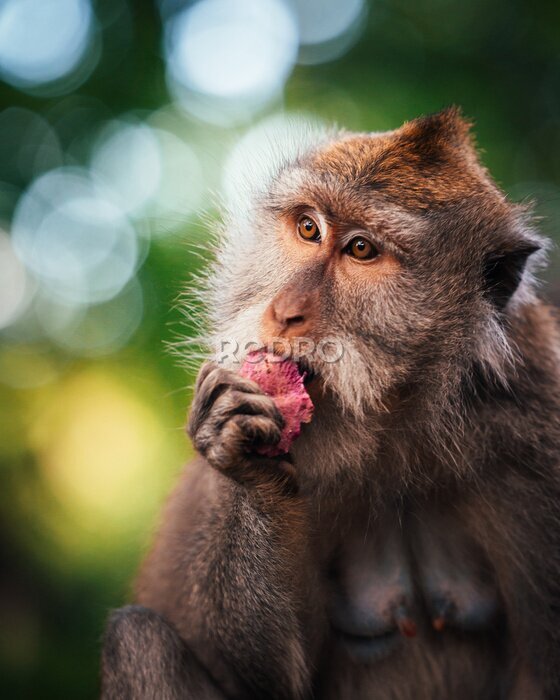 Bild Makak frisst Früchte im Affenwald