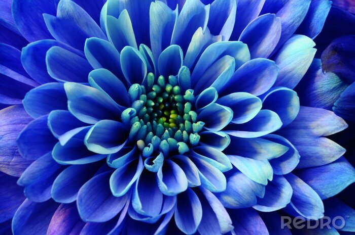 Bild Makro dunkelblaue Blüten
