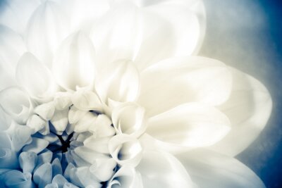 Bild Makro-Fotografie von Blütenblättern