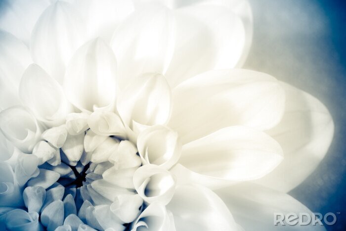 Bild Makro-Fotografie von Blütenblättern