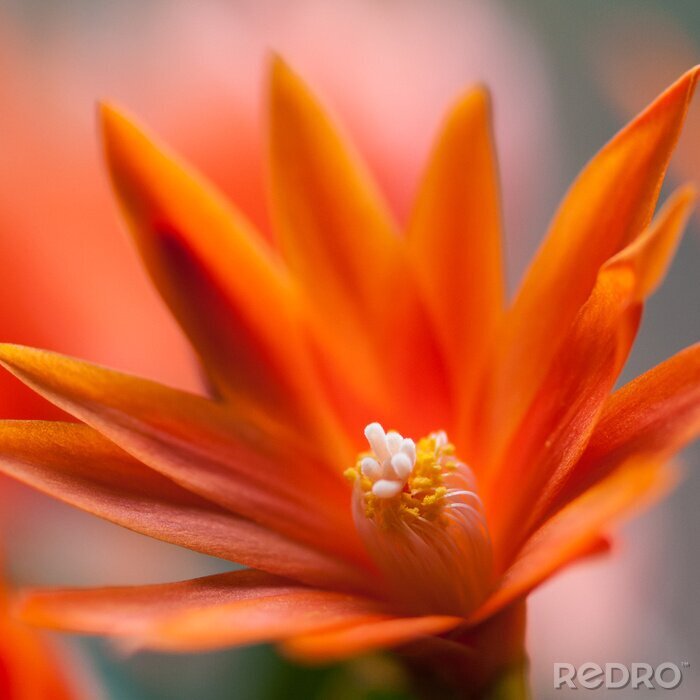 Bild Makro-Fotografie von Tulpen