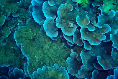 Bild Makro Korallenriff