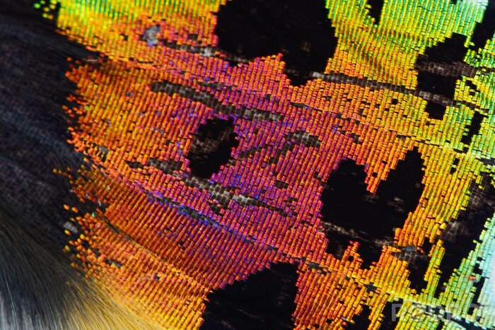 Bild Makro Schmetterling Regenbogen