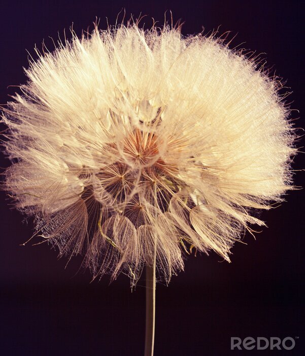Bild Makroaufnahme einer flauschigen Blume